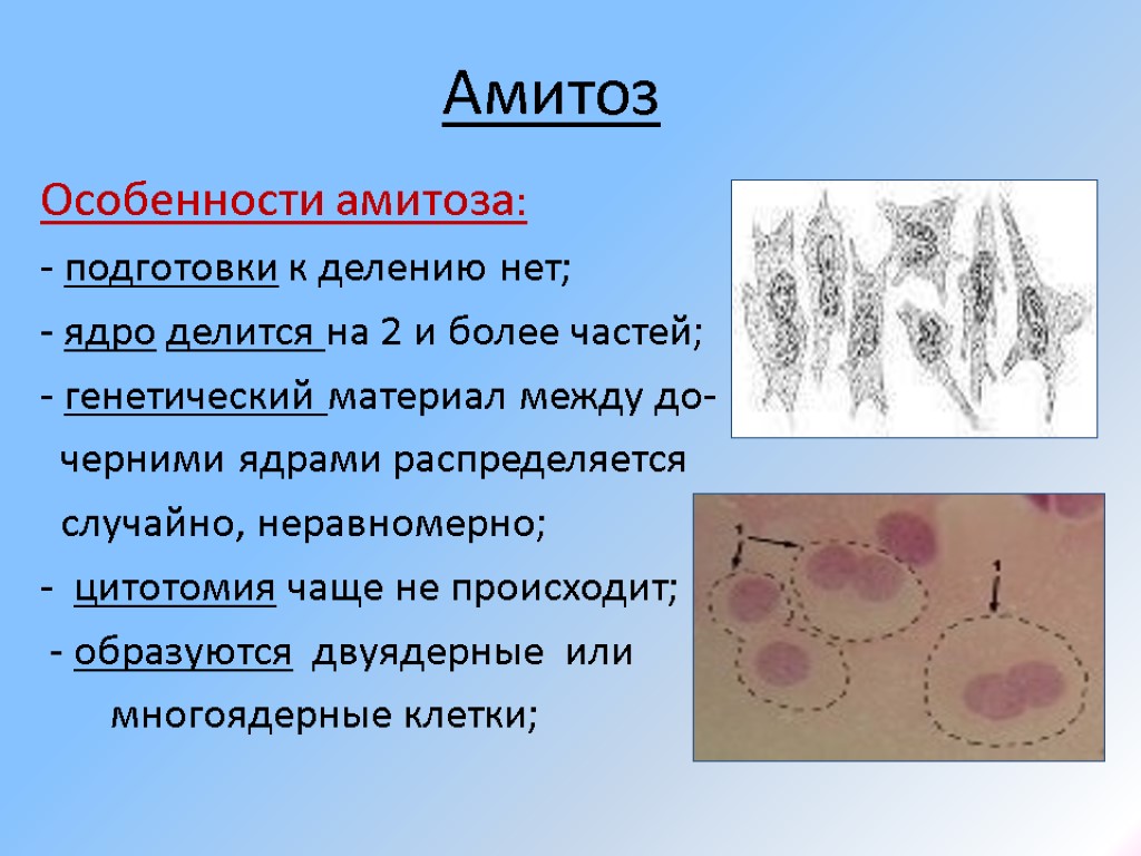 Амитоз Особенности амитоза: - подготовки к делению нет; - ядро делится на 2 и